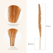 natural pampas grass