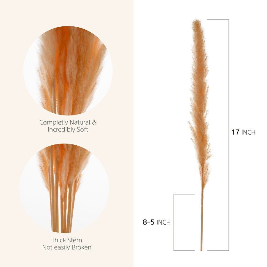 natural pampas grass