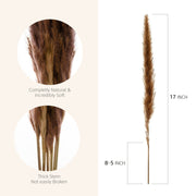 dried natural pampas grass