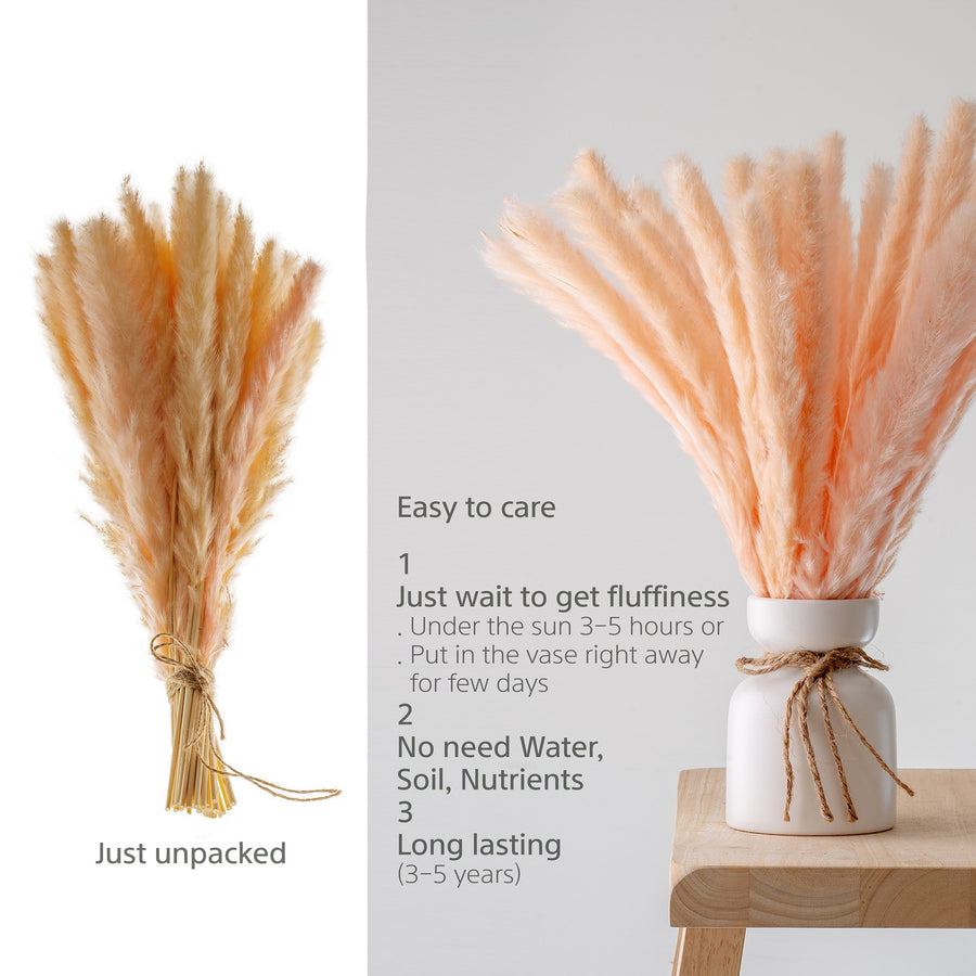 pink pampas grass